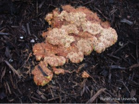 Dog fungus
