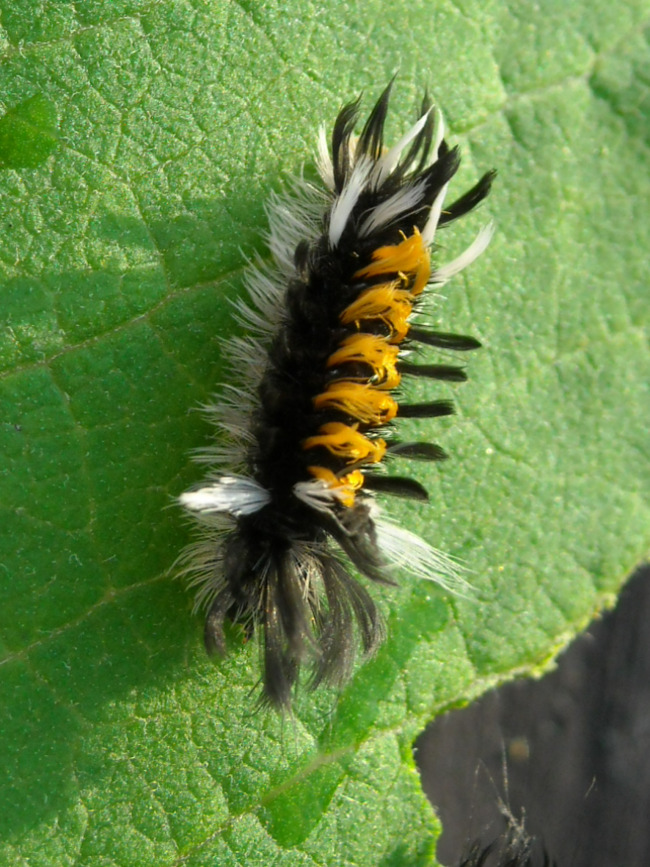 milkweed-tussock-final-instar2