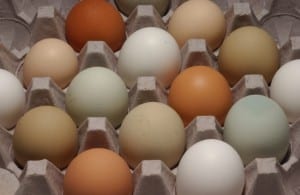 Iowa Extension eggs