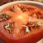 seeds in tomato