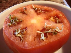 seeds-sprouting-inside-tomato-vivipary-photo-by-j-copes