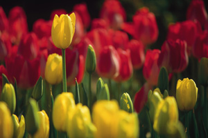 Iowa tulips