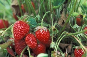 NC Strawberries